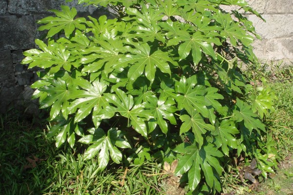 八角金盘有哪些风水作用，可招财进宝、镇宅避灾等