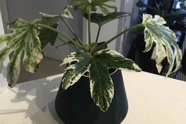 八角金盘有哪些风水作用，可招财进宝、镇宅避灾等