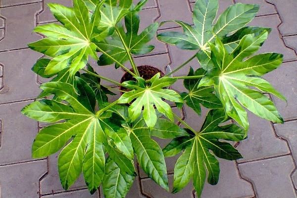 八角金盘有哪些风水作用，可招财进宝、镇宅避灾等