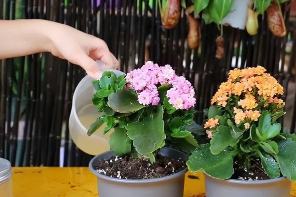 长寿花有没有毒,长寿花没有毒