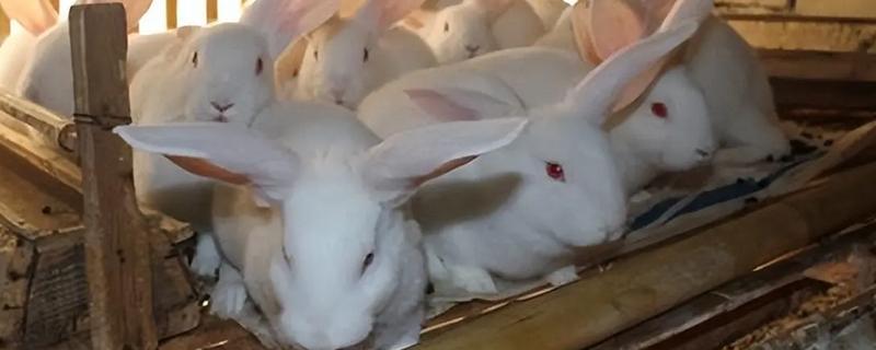 兔子公母区分方法，可从体型、生殖器等方面做区分