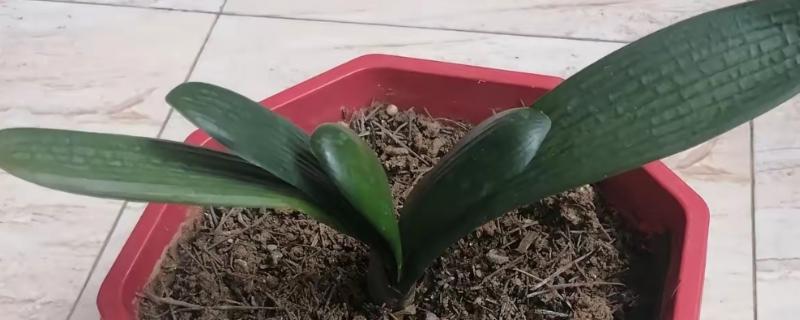 君子兰6月份能不能换土，此时更换会影响植株的成活率