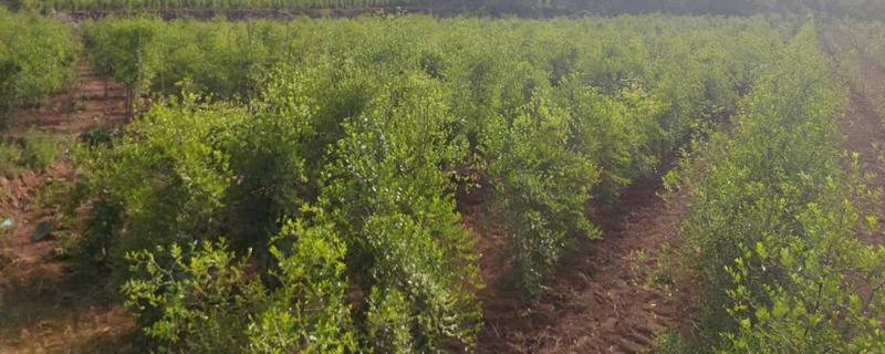 酸枣树的种植方法，播种前在清水中浸泡催芽