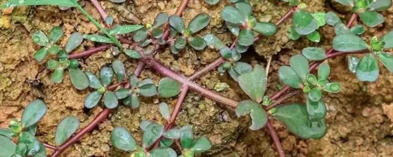 马齿苋有什么寓意，代表永结同心、顽强坚韧等含义