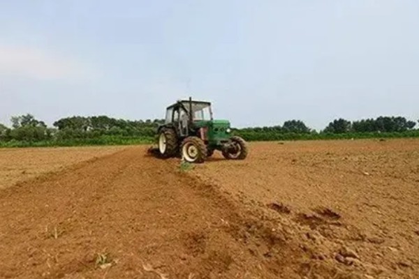 酸枣树的种植方法，播种前在清水中浸泡催芽