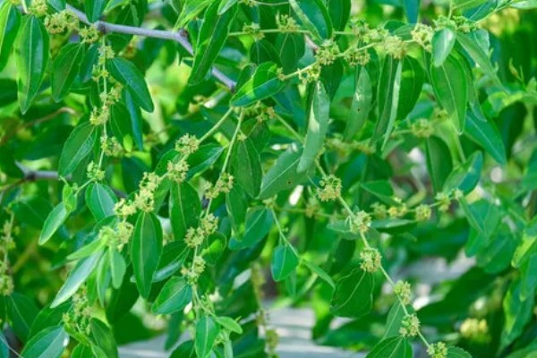 酸枣树的种植方法，播种前在清水中浸泡催芽