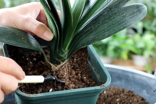 君子兰6月份能不能换土，此时更换会影响植株的成活率