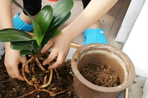 君子兰6月份能不能换土，此时更换会影响植株的成活率