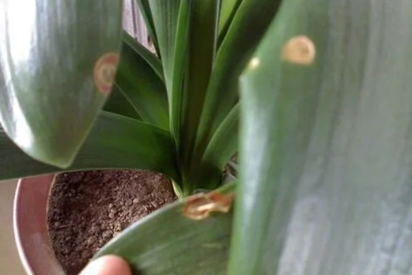 君子兰6月份能不能换土，此时更换会影响植株的成活率