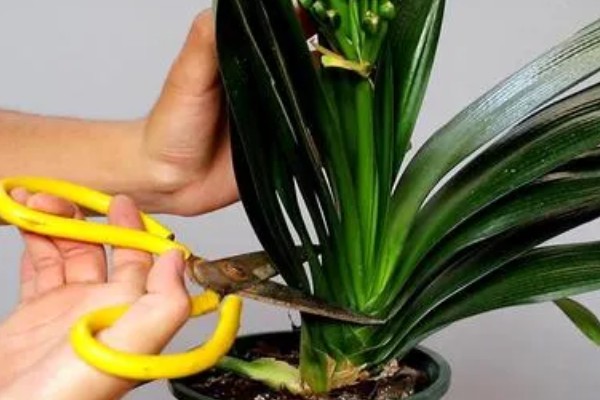 君子兰6月份能不能换土，此时更换会影响植株的成活率