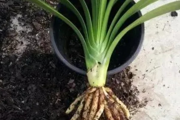 君子兰6月份能不能换土，此时更换会影响植株的成活率