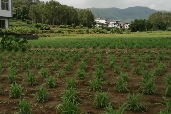 薏米的田间管理技术，要做好中耕除草工作