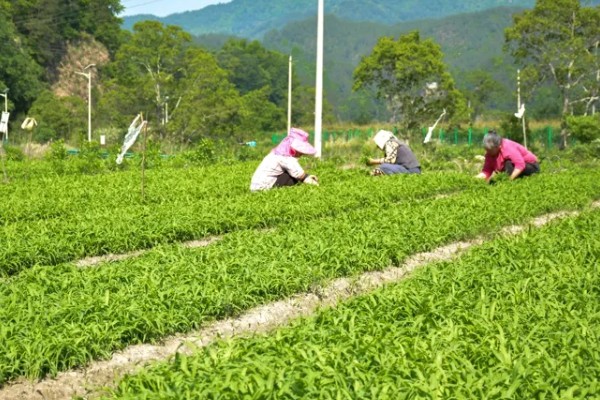 薏米的田间管理技术，要做好中耕除草工作