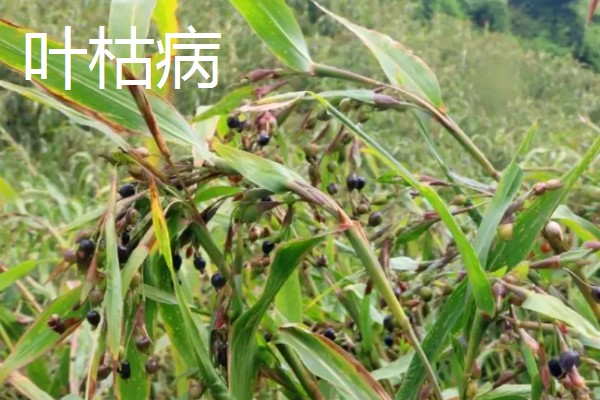 薏米的田间管理技术，要做好中耕除草工作