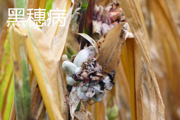 薏米的田间管理技术，要做好中耕除草工作
