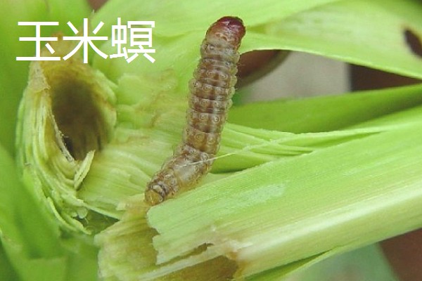 薏米的田间管理技术，要做好中耕除草工作
