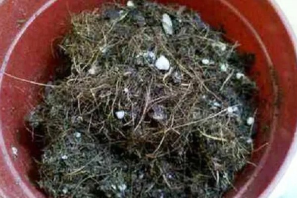 马蹄莲为什么会烂根，一般是过度浇水、病虫害所致