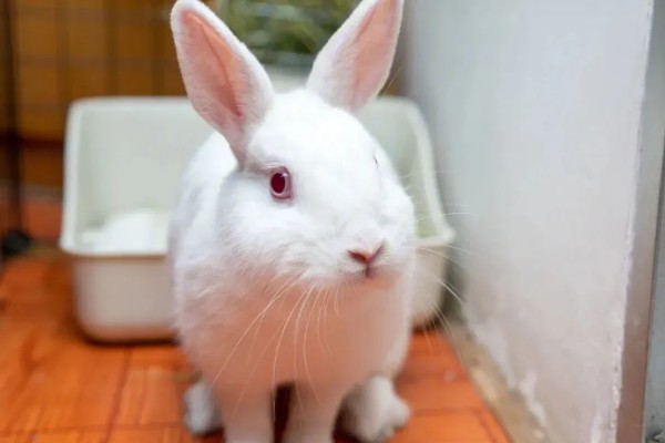 兔子公母区分方法，可从体型、生殖器等方面做区分