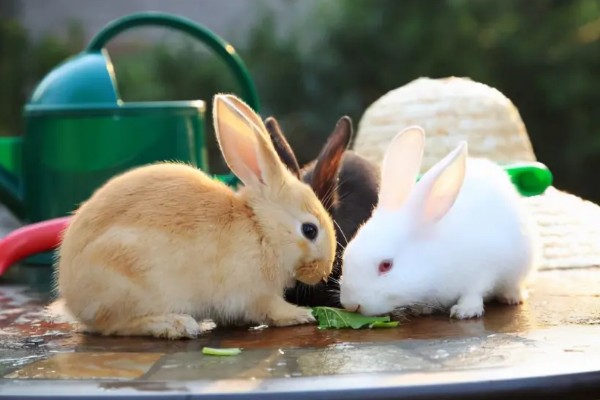 兔子公母区分方法，可从体型、生殖器等方面做区分