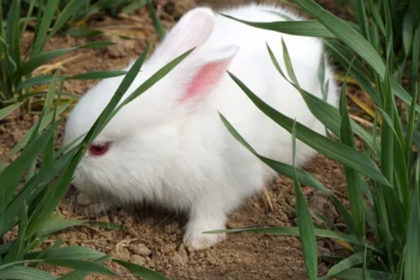 兔子公母区分方法，可从体型、生殖器等方面做区分