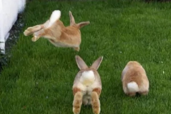 兔子公母区分方法，可从体型、生殖器等方面做区分