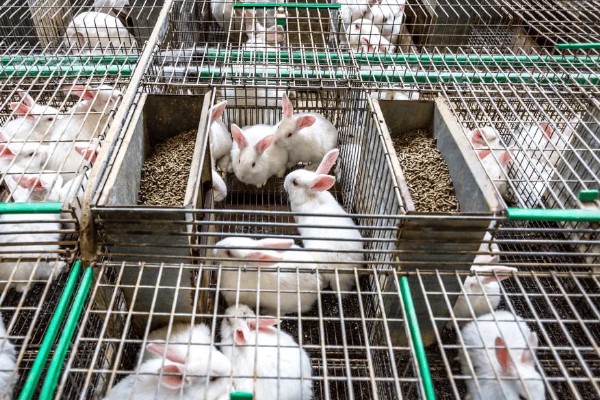 兔子公母区分方法，可从体型、生殖器等方面做区分