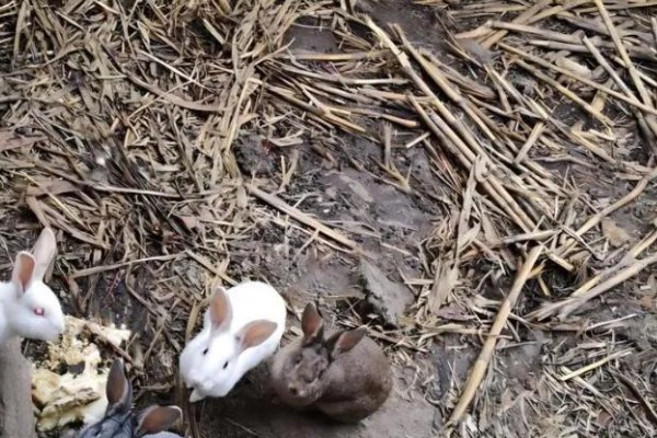 兔子公母区分方法，可从体型、生殖器等方面做区分