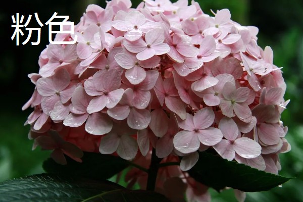 绣球花有什么花语，紫色绣球代表浪漫