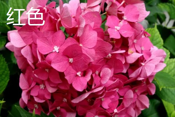 绣球花有什么花语，紫色绣球代表浪漫