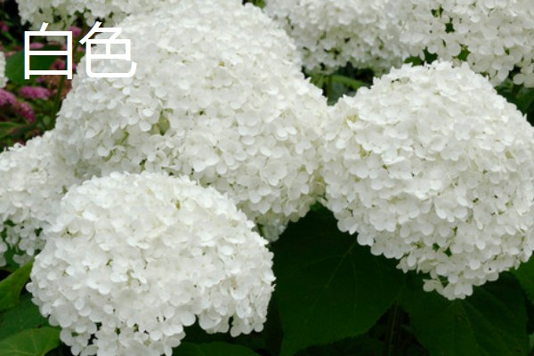 绣球花有什么花语，紫色绣球代表浪漫