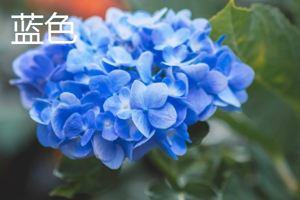 绣球花有什么花语，紫色绣球代表浪漫