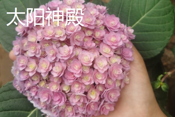 绣球花有什么花语，紫色绣球代表浪漫