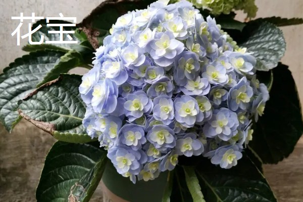 绣球花有什么花语，紫色绣球代表浪漫