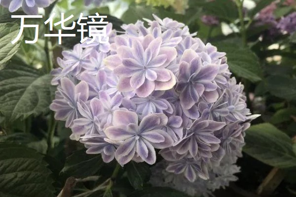 绣球花有什么花语，紫色绣球代表浪漫