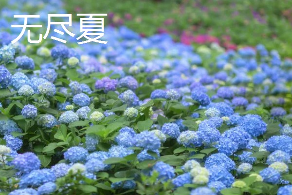 绣球花有什么花语，紫色绣球代表浪漫