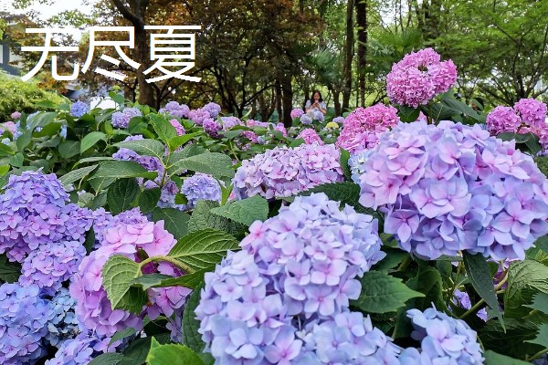 绣球花有什么花语，紫色绣球代表浪漫