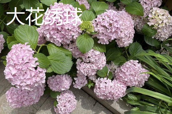 绣球花有什么花语，紫色绣球代表浪漫