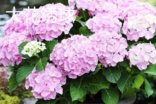 绣球花有什么花语，紫色绣球代表浪漫