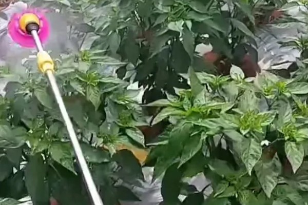 辣椒立枯病怎么防治，苗期喷施芸苔素内酯乳油可增强抗病能力