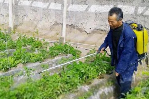 辣椒立枯病怎么防治，苗期喷施芸苔素内酯乳油可增强抗病能力