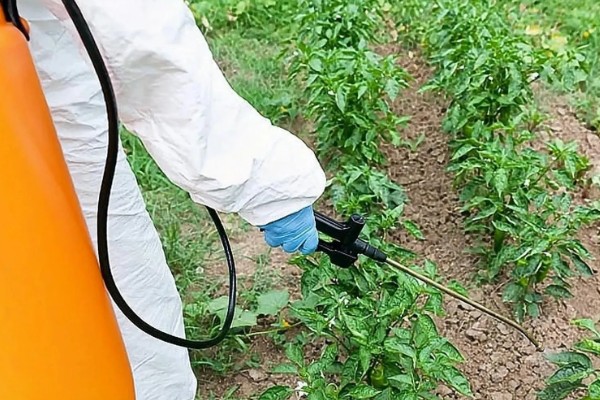 辣椒立枯病怎么防治，苗期喷施芸苔素内酯乳油可增强抗病能力