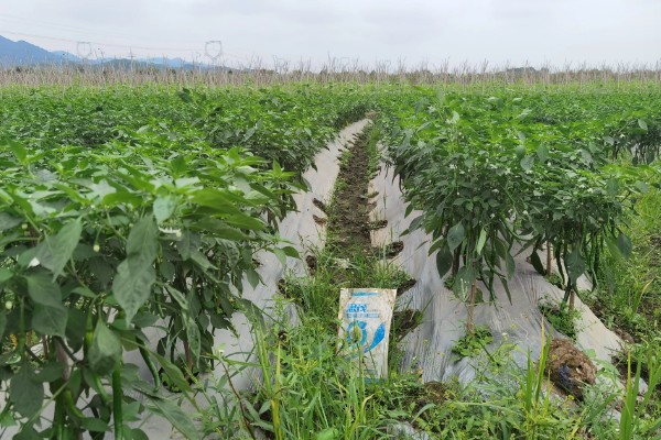 辣椒立枯病怎么防治，苗期喷施芸苔素内酯乳油可增强抗病能力