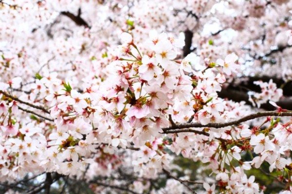 樱花的寓意,寓意纯洁、浪漫等