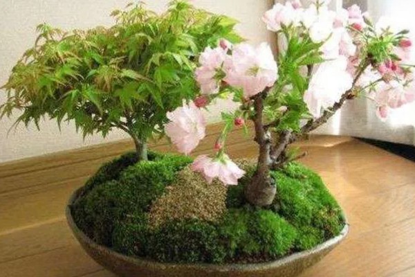 樱花的寓意,寓意纯洁、浪漫等