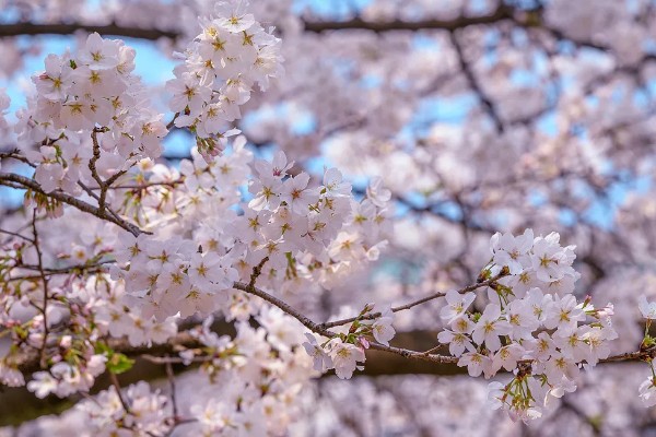 樱花的寓意,寓意纯洁、浪漫等