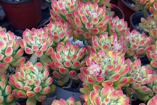 多肉的寿命，一般可存活15年左右