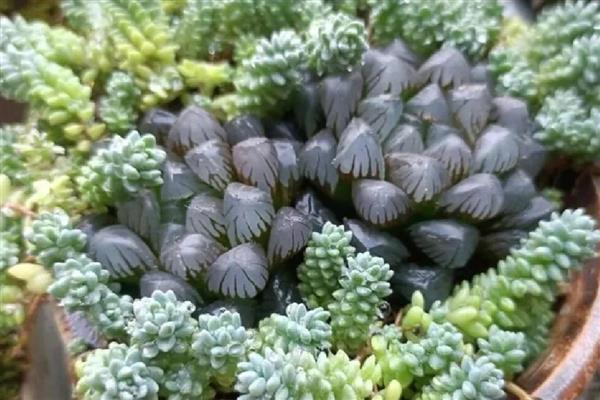 多肉的寿命，一般可存活15年左右