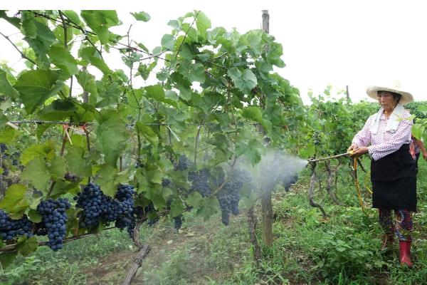 氯溴异氰尿酸的复配注意事项，不可与有机磷农药混用