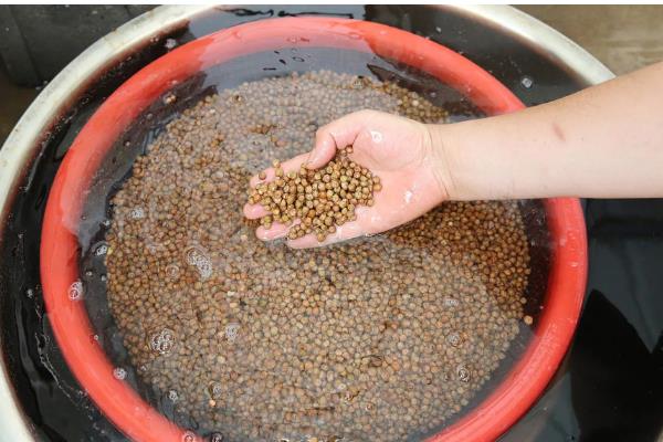 氯溴异氰尿酸的复配注意事项，不可与有机磷农药混用