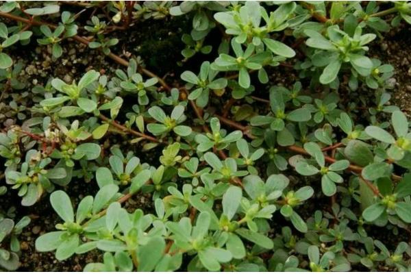 马齿苋有什么寓意，代表永结同心、顽强坚韧等含义